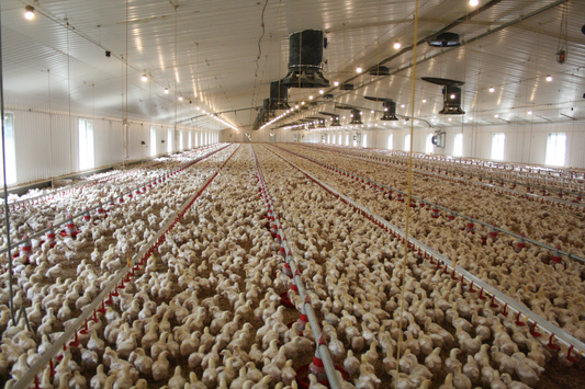 The Future of Poultry Farming: How Air Sterilisation is Revolutionising Biosecurity and Productivity