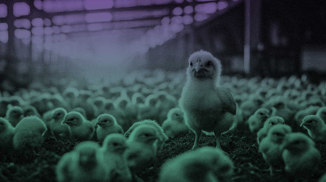 A J Forster Trial - Sterilising Air in a 26,000 Capacity Broiler Shed