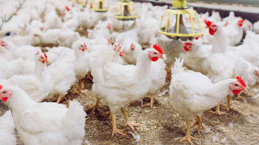 How do I reduce disease risk in poultry environments?