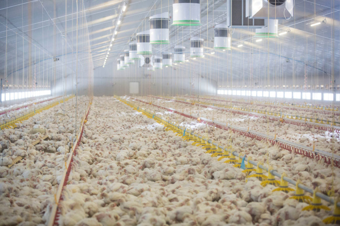 How to improve poultry growth rates