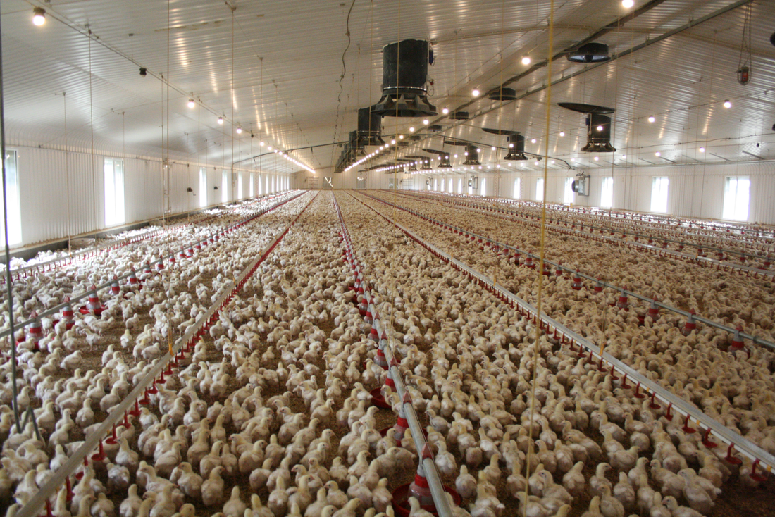 The Future of Poultry Farming: How Air Sterilisation is Revolutionising Biosecurity and Productivity